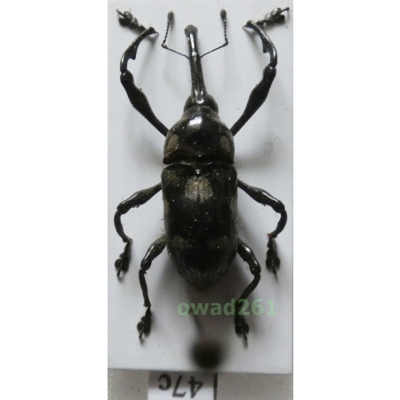 Alcidodes sp. Philippines47c